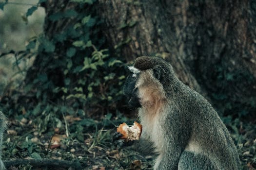 Mobile vs. Desktop Gambling: Navigating the Best Platform for You