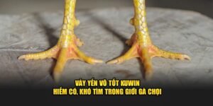 Vảy yến võ tốt KUWIN - Hiếm có, khó tìm trong giới gà chọi