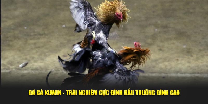 Đá Gà Kuwin - Trải Nghiệm Cực Đỉnh Đấu Trường Đỉnh Cao 