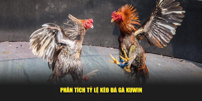 Phân tích tỷ lệ kèo đá gà KUWIN