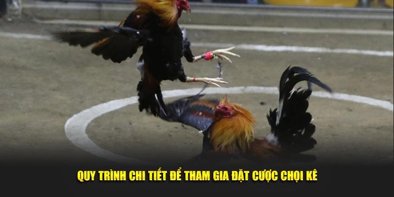 Quy trình chi tiết để tham gia đặt cược chọi kê