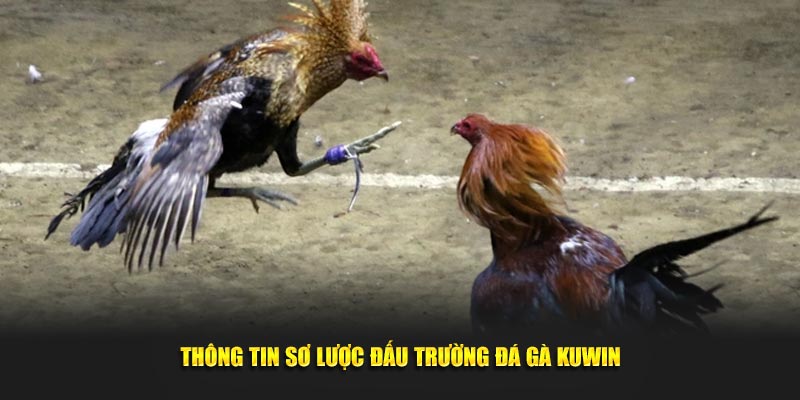 Thông tin sơ lược đấu trường đá gà KUWIN